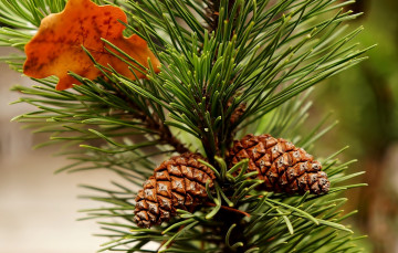 Картинка природа деревья pine twig cone