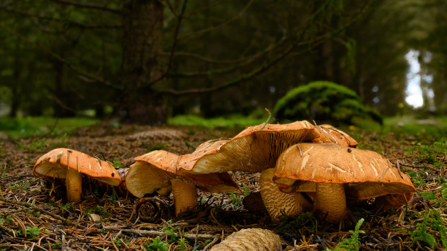 Обои картинки фото природа, грибы, лес, семейка