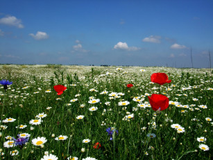 Картинка цветы луговые полевые лето маки поле ромашки васильки