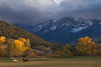 Картинка животные лошади горы пейзаж
