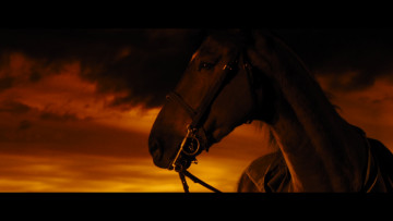 обоя war, horse, кино, фильмы, боевой, конь