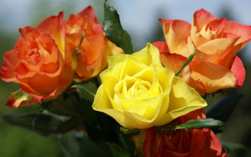 Картинка цветы розы желтый оранжевый