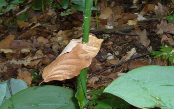 Картинка природа листья стебель лист