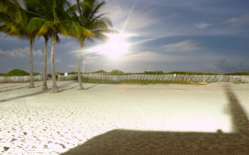 Картинка природа тропики пальмы солнце песок