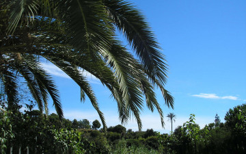 Картинка природа тропики пальмы зелень