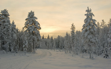 Картинка природа зима лес вечер