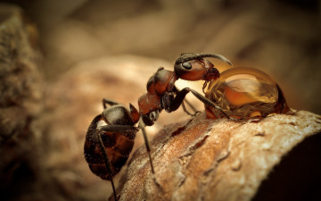 Картинка животные насекомые муравей капля макро