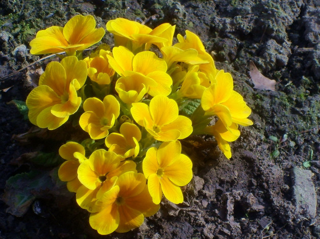 Обои картинки фото цветы, примулы, желтый