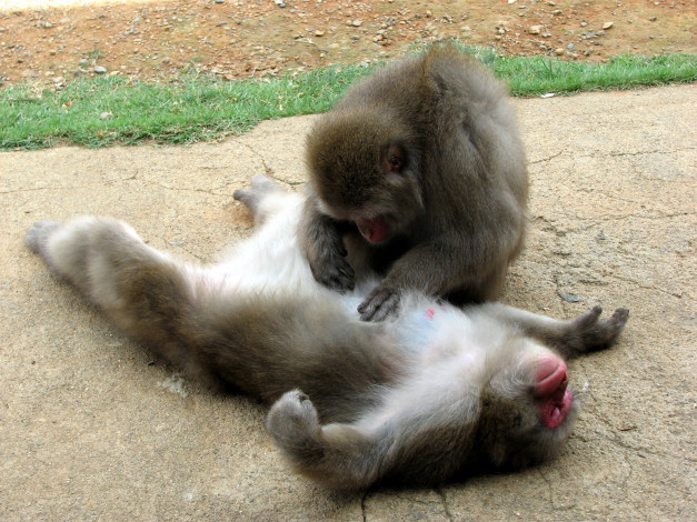 Обои картинки фото животные, обезьяны, макака