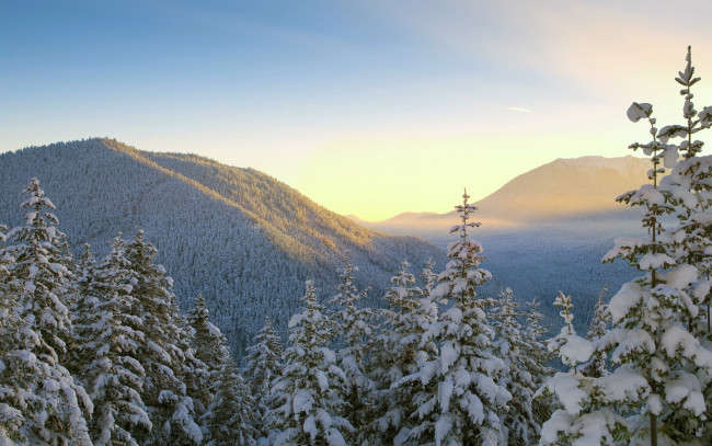 Обои картинки фото природа, зима, горы, снег, лес