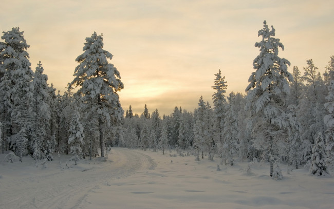 Обои картинки фото природа, зима, лес, вечер