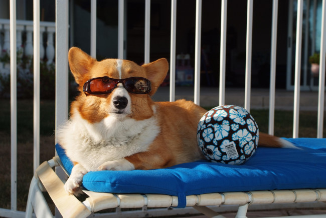 Обои картинки фото животные, собаки, очки, мяч