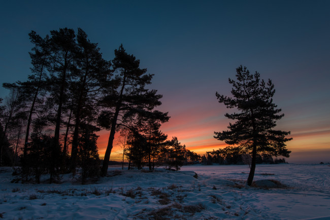 Обои картинки фото sweden, природа, деревья, швеция, закат, снег, зима