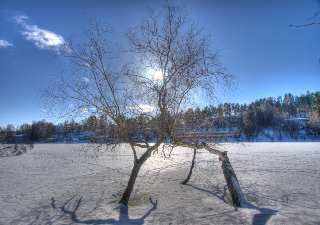 Обои картинки фото природа, зима, солнце, деревья, снег, поле