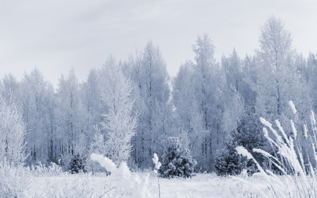 Обои картинки фото природа, зима, снег, деревья, лес, трава