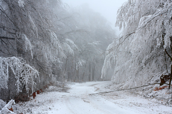 Обои картинки фото природа, зима, ветки, деревья, лес, снег