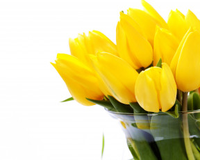 Картинка цветы тюльпаны желтые белый фон ваза
