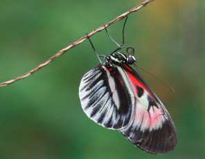 Картинка животные бабочки +мотыльки +моли макро бабочка фон bob decker усики крылья листья насекомое
