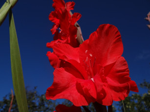 Картинка цветы гладиолусы красный цветок лепестки макро гладиолус