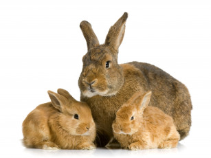 обоя животные, кролики,  зайцы, кролик, детеныш