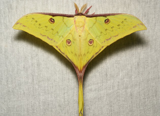 Картинка животные бабочки +мотыльки +моли узор усики itchydogimages крылья макро мотылёк