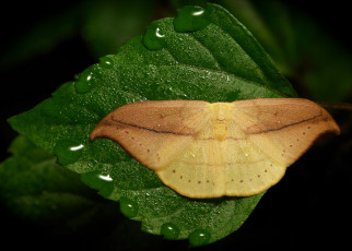 Картинка животные бабочки +мотыльки +моли itchydogimages макро капли утро бабочка роса моль лист