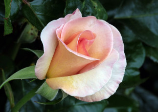 Картинка цветы розы роза бутон