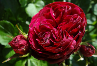 Картинка цветы розы бутоны бардовая куст роза