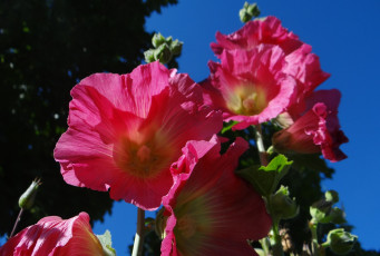 Картинка цветы мальвы розовые небо