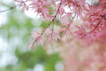 Картинка природа листья нежность розовые макро