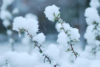 Картинка природа зима веточки снег макро