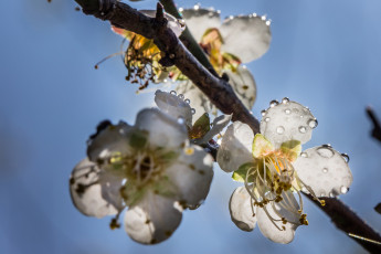 Картинка цветы сакура +вишня макро утро капли роса блеск