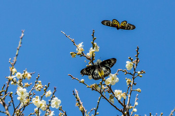 Картинка животные бабочки +мотыльки +моли небо ветки вишня цветы