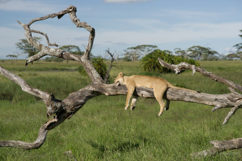 Картинка животные львы саванна ветка отдых сон львица дерево