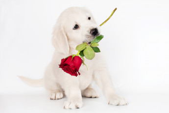 Картинка животные собаки собака щенок роза