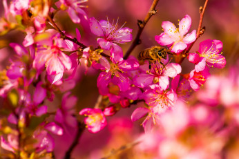 Картинка цветы цветущие+деревья+ +кустарники сад весна насекомое пчела макро