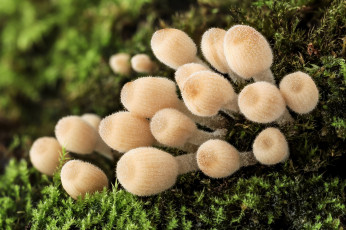 Картинка природа грибы макро гриб влажность осень мох