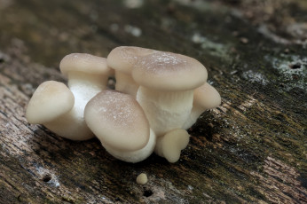 Картинка природа грибы макро кора пень