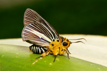 Картинка животные бабочки +мотыльки +моли бабочка моль макро itchydogimages