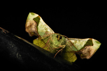 Картинка животные бабочки +мотыльки +моли itchydogimages макро насекомое лист мотылёк