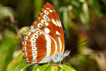 Картинка животные бабочки +мотыльки +моли itchydogimages макро насекомое бабочка коричневая крылья усики