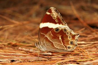 Картинка животные бабочки +мотыльки +моли макро itchydogimages бабочка крылья усики узор