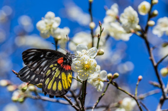 Картинка животные бабочки +мотыльки +моли макро бабочка весна цветы небо