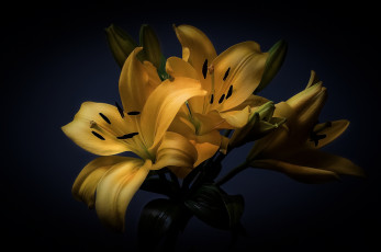 Картинка цветы лилии +лилейники
