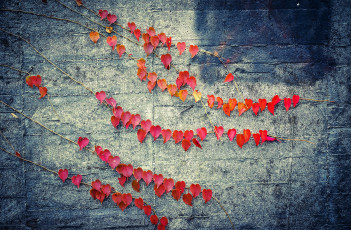 Картинка природа листья стена красные