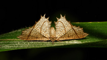 Картинка животные бабочки +мотыльки +моли itchydogimages усики крылья бабочка узор макро