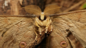 Картинка животные бабочки +мотыльки +моли усики крылья моль макро itchydogimages