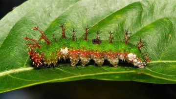 Картинка животные гусеницы гусеница лист насекомое необычная макро itchydogimages