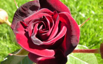 Картинка цветы розы роза макро алая