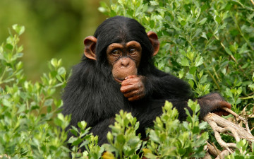 Картинка животные обезьяны обезьяна шимпандзе